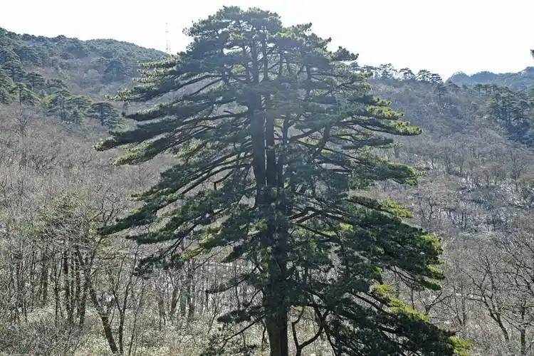 黄山连理松在哪里?附景点介绍-黄河票务网