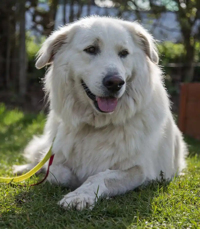 雪獒,一种来自青藏高原的珍贵犬种,因其毛色纯白,眼神犀利而广受喜爱.