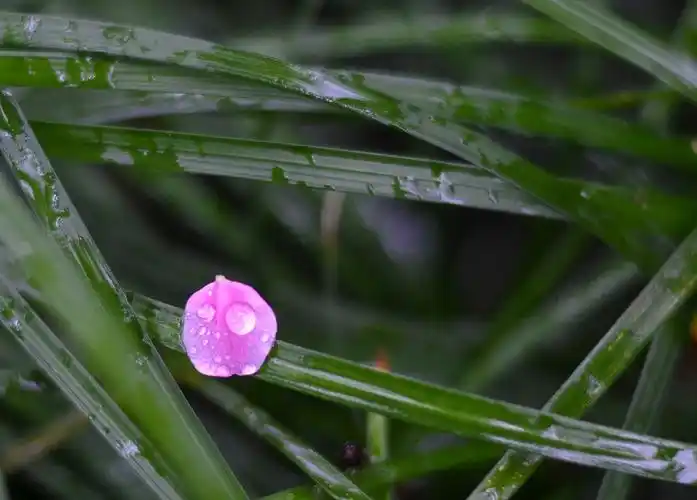 雨中花