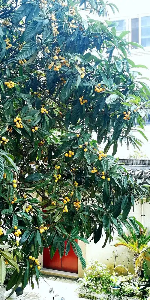 窗外的枇杷树已经成熟了