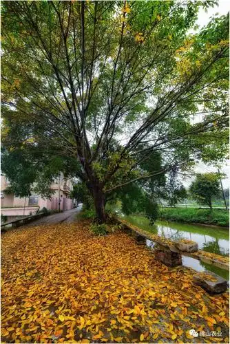 春风染金黄佛山落叶纷飞宛若童话世界