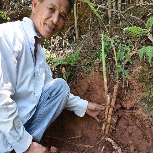 野生芦根新鲜500g农家现采苇根芦头苇子根芦其他药食同源食品