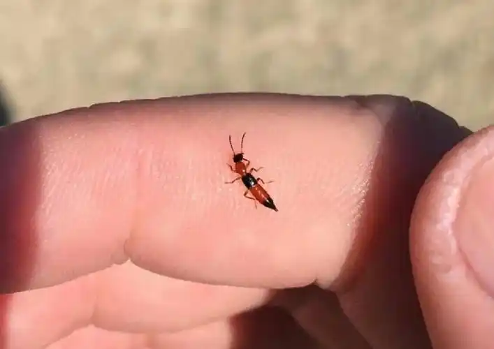 隐翅虫,一个只能请不能打的毒虫,夏季高发,处置不当可能毁容