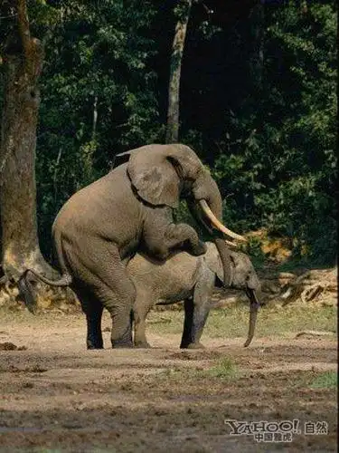 围观动物千奇百怪交配过程 鱼类体外授精 (组图)(1)_动物图片_光明网