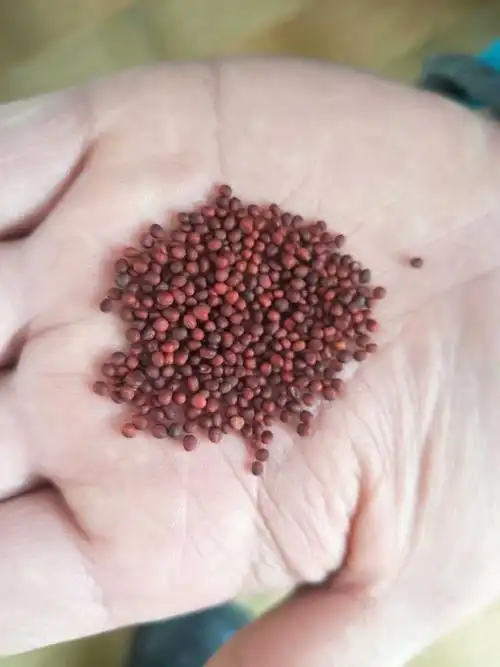 大青菜种子种植方法,大青菜种植技术(长得快绿油油)