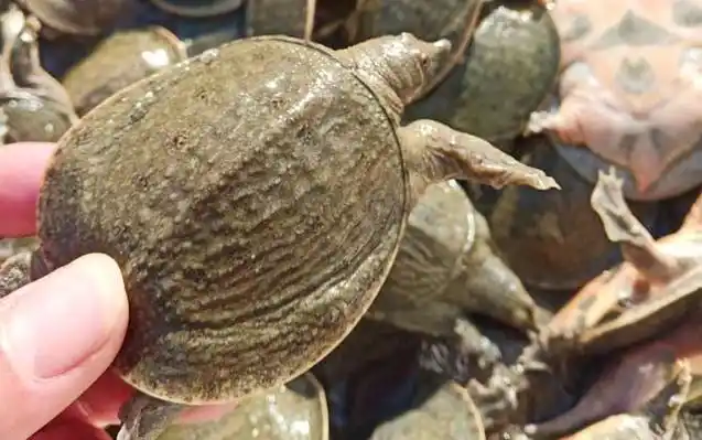 一,物种论述甲鱼是鳖科软壳水生龟的统称,在生物学分类上属于动物界