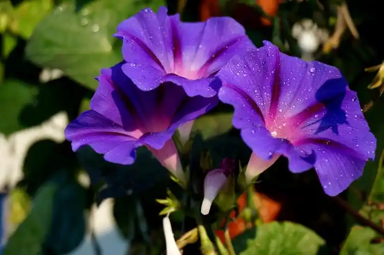 朝颜夕颜——沈林成/摄