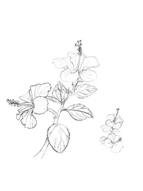 花卉图鉴原创扶桑花4100国风画法