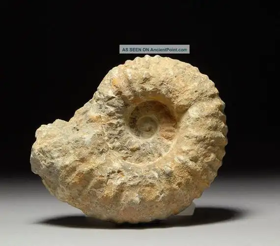 鹦鹉螺化石(中生代)资料来源:http://phys.