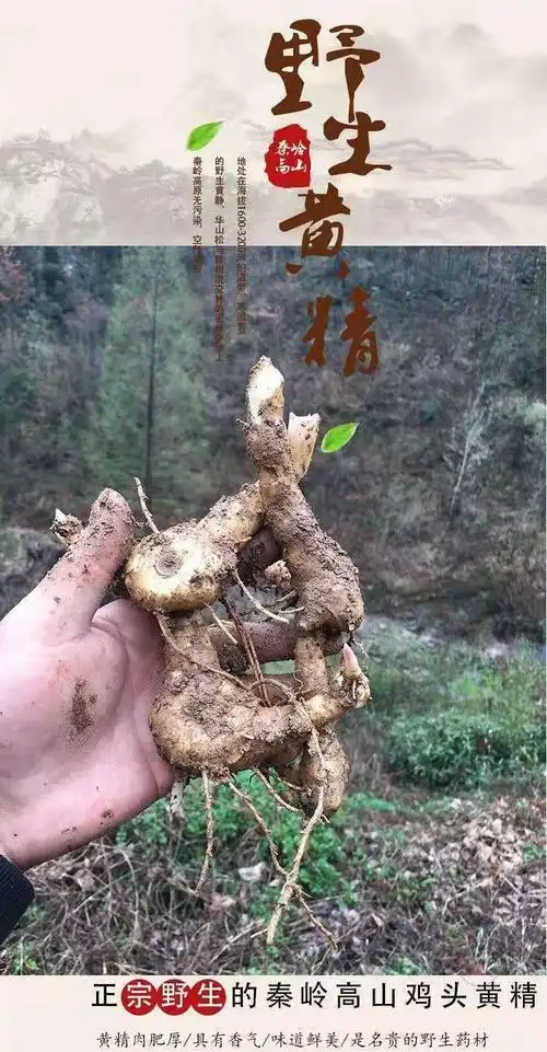 伟博现挖野生新鲜黄精老虎姜野洋姜中药益肾九蒸九晒