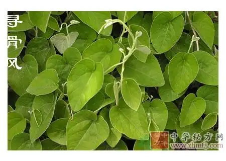 寻骨风的功效与作用祛风湿药