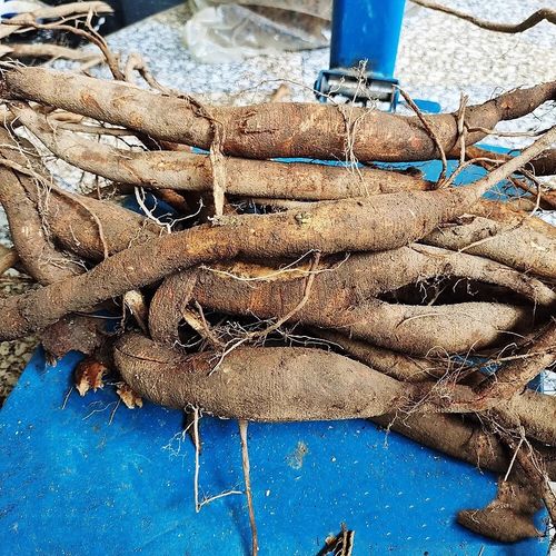 贵州中药材苎麻根山麻根孕妇安胎野麻根苎麻头新鲜现挖白麻根500g