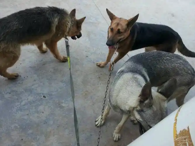 德牧不爱吠人吗,我家德牧六个月一般不吠陌生人只是盯着他,有时候它吠