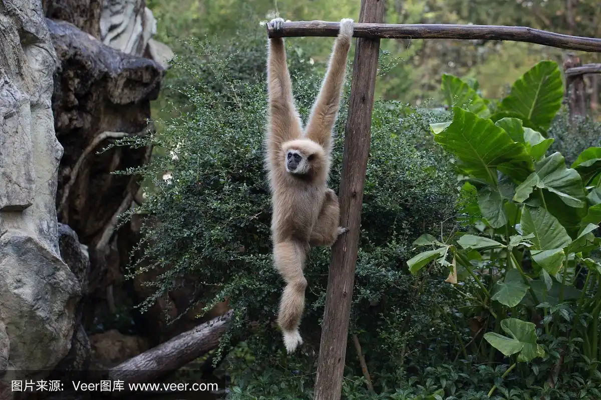 小猴子挂在树上