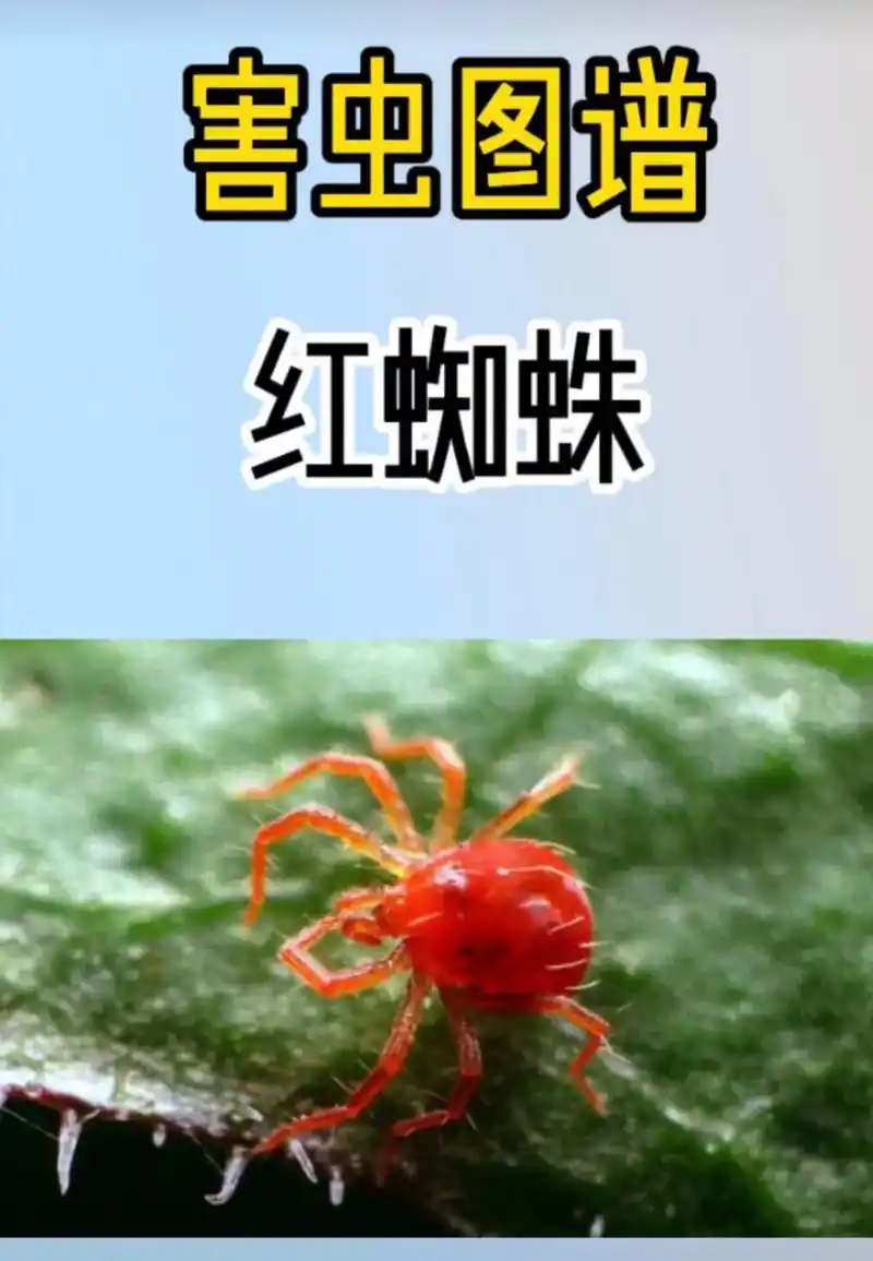 常见害虫 - 佳禾兴919191 - 抖音