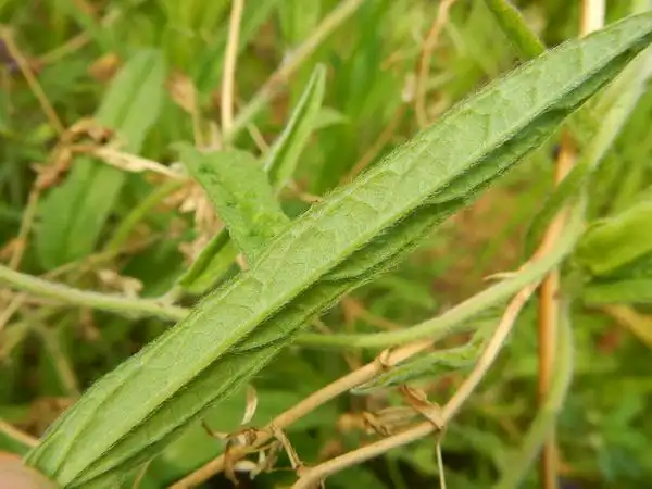 长叶藤长苗 calystegia pellita subsp. longifolia
