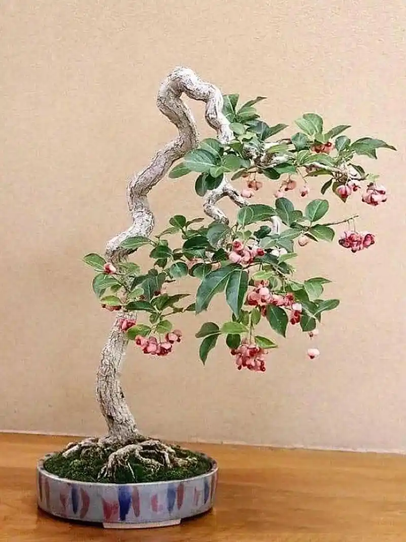 真弓(卫矛) 真弓(卫矛)