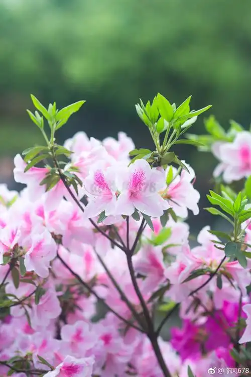 春天开的花有哪些(春天开的花有哪些至少20种) - 123植物网