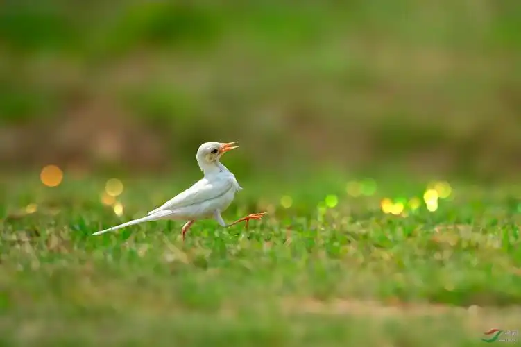 [林鸟] 白化小可爱——白鹡