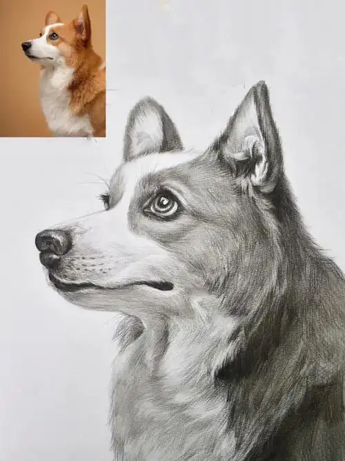 素描柯基能看懂最后一副图打型就没问题