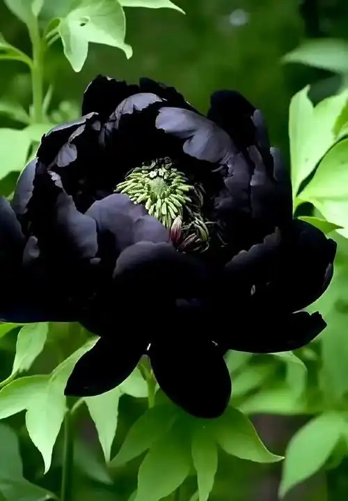 黑牡丹如此惊艳我该用什么词来形容你