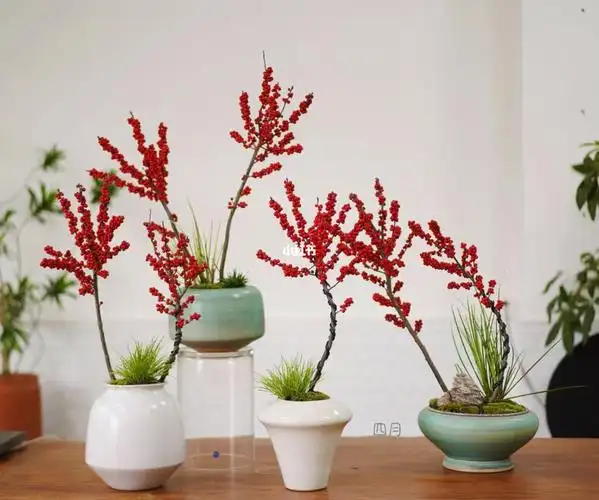 简单而美丽的冬青盆景艺术盆景