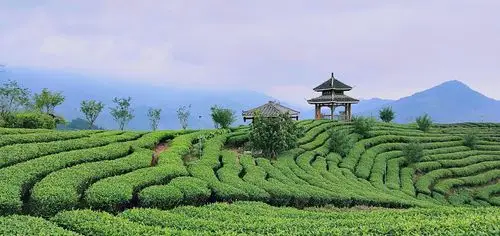 层林叠翠,诗醉云天