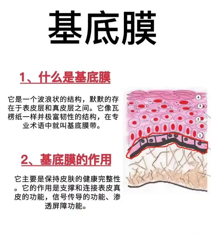 真皮层和表皮层之间 靠基底膜来链接和支撑 - 抖音