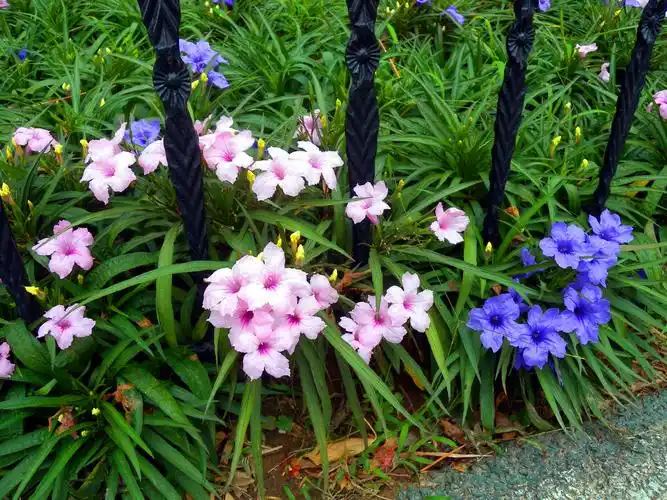花卉翠芦莉矮生南国国星各色盆苗多年生宿根耐热时令草本花卉