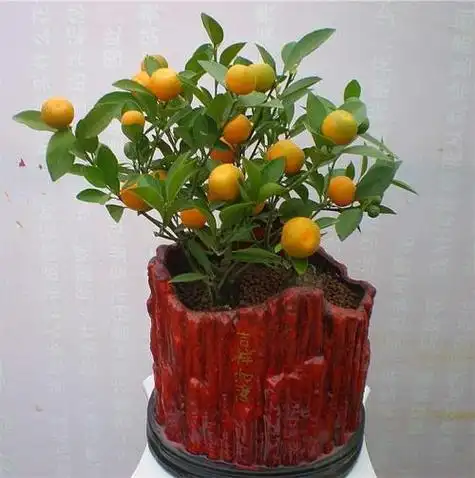 如何管理盆栽金橘