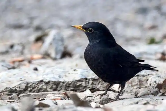 养宠经验分享:刚满月的八哥鸟怎么喂养