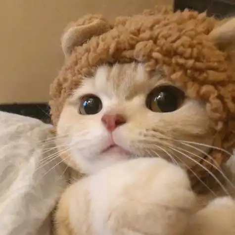 可爱喵喵头像萌宠猫咪头像via橘猫沙梨