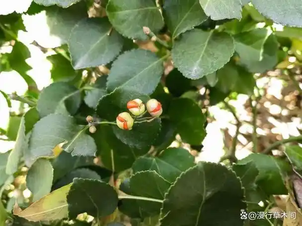 "冬青"也叫"大叶黄杨",跟杨树有啥关系?