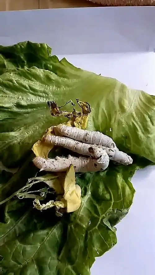 蚕宝宝也吃生菜