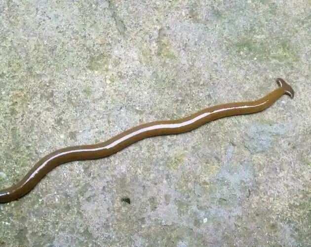 再生不死之涡虫