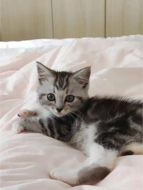 毛毛也感觉有点不一样,大家帮我看看是串的啥呀#美短  #狸花猫