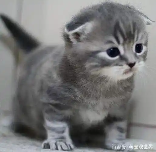 折耳猫该如何喂养呢?第六条你绝对猜不到