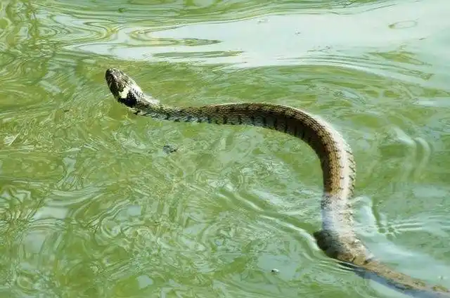 中华水蛇:南方最常见的水蛇之一,广泛分布于各种水体,多见于田沟,河沟