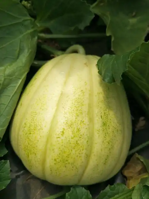 香瓜采摘园,开始采摘啦～欢迎游玩