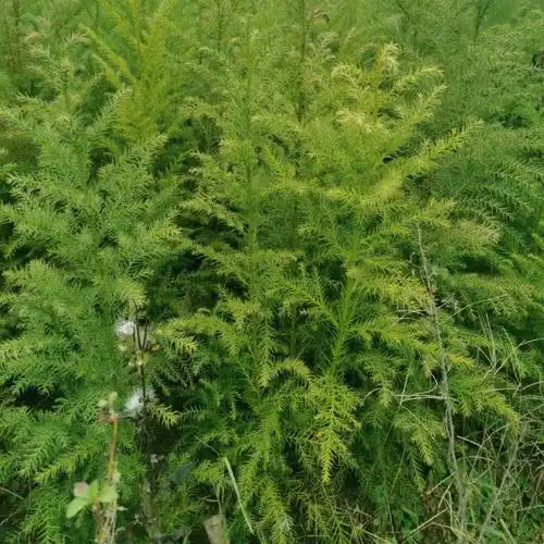 杉木 小苗 行道树防风林 沙木沙树 刺杉 绿化工程树规格齐全