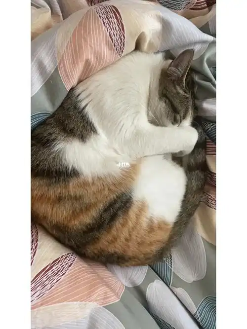 猫猫睡觉不给拍照捂脸脸怎么办