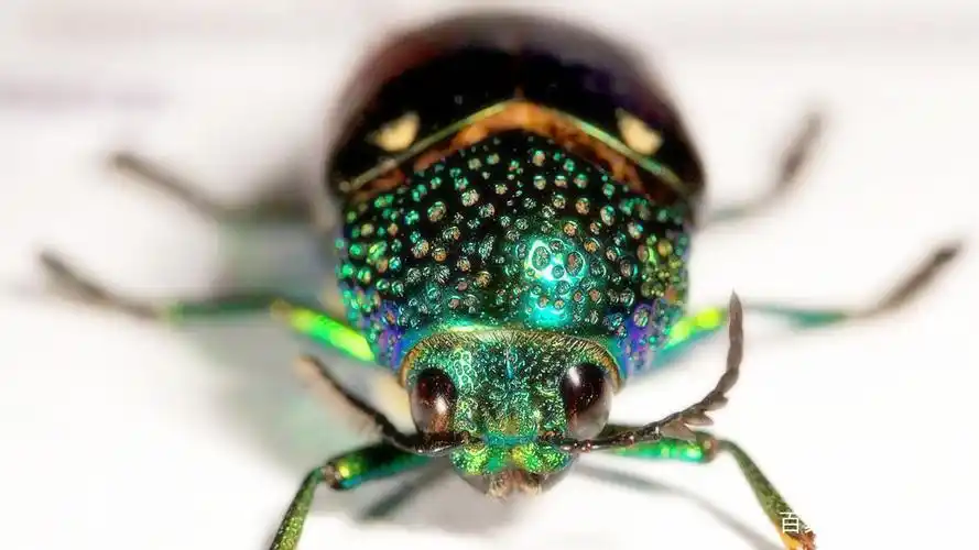 狮子座:彩虹甲虫!