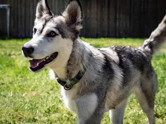 可爱的宠物狗哈士奇
