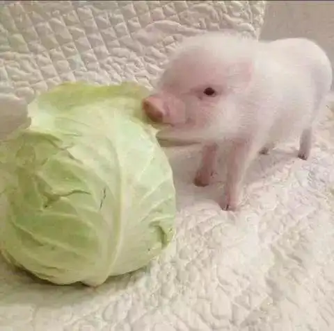 刚办的结婚证上写了"妹子何必嫁这货"?网友评论亮了