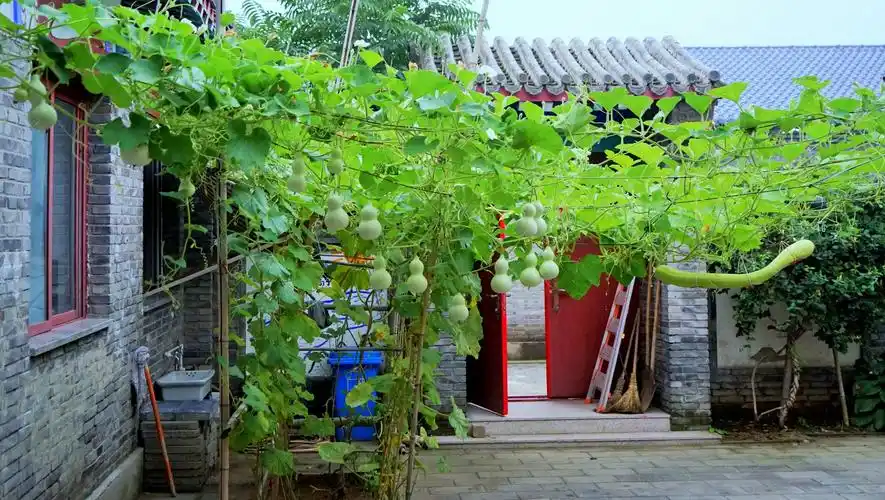 小小农家院 - 美篇