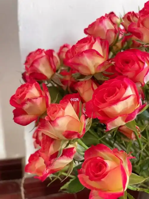 爱丽丝多头泡泡玫瑰