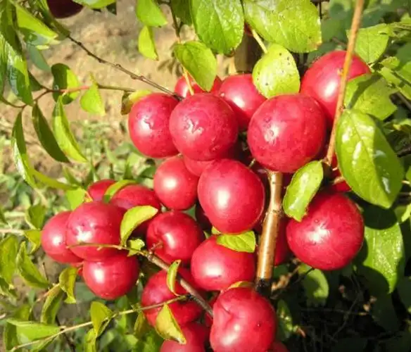 农科院果树新品种228图