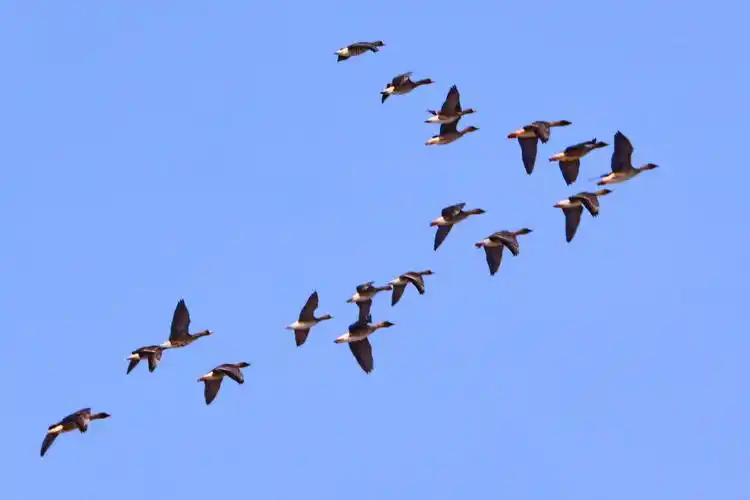 拐弯村江中打鱼人,空中大雁飞.(摄影颜世珍,制作王丛才)