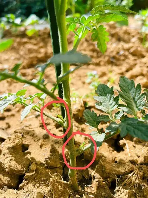 一,番茄苗成活后开始窜高的时候,这种侧芽一定要及时抹去(矮生番茄