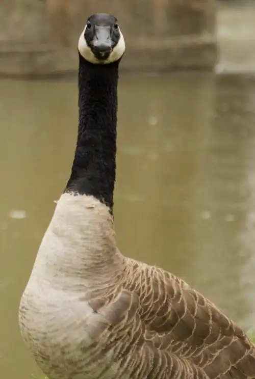 geese return to ball states campus, create extra work for
